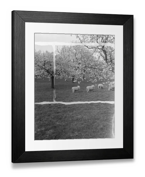 Framed Print : Sheep amongst a cherry orchard in Lenham, Kent. 1937