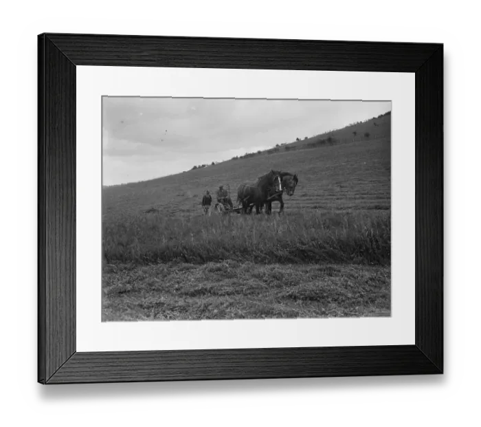 Framed Print : A farmer with his team of horses cuts the clover crop. 1935 Framed Print : A farmer with his team of horses cuts the clover crop. 1935