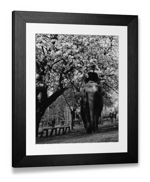 Framed Print : Visitors to Maidstone Zoo Park, Kent, England, are now seeing as an extra privilege Framed Print : Visitors to Maidstone Zoo Park, Kent, England, are now seeing as an extra privilege
