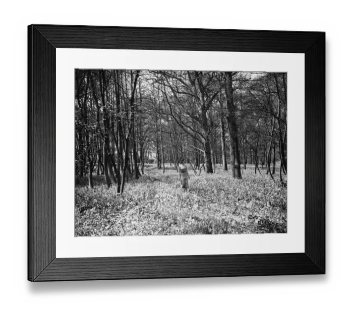 Framed Print : A woman poses with the bluebells in Chislehurst Woods, Kent. 1935