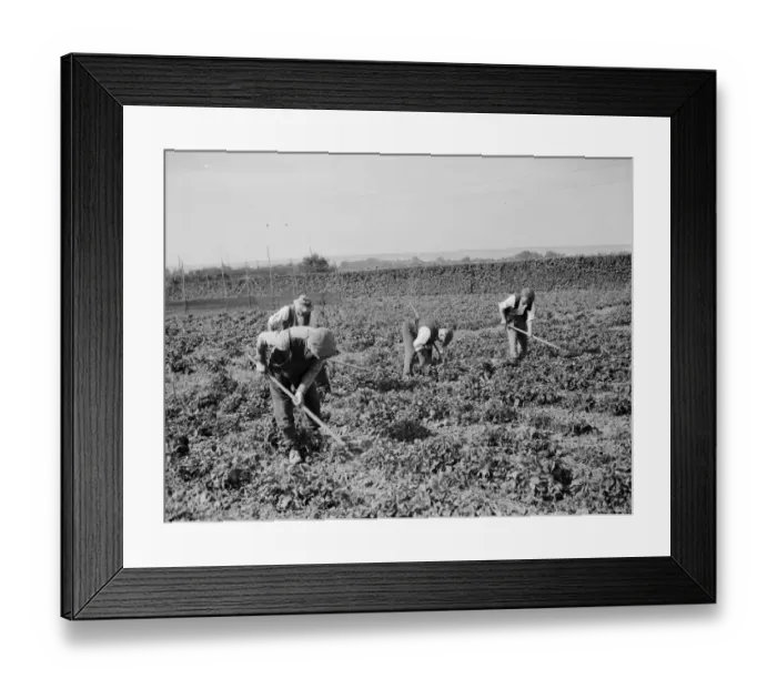 Framed Print : East Malling Research Station open day. Hoeing in the hops. 1937