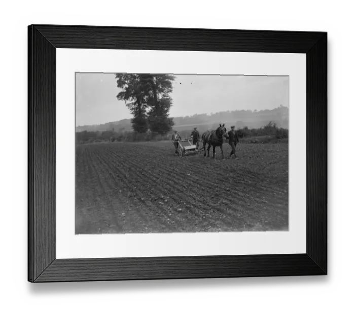 Framed Print : Farm workers using a horse drawn seed drill. 1935 Framed Print : Farm workers using a horse drawn seed drill. 1935
