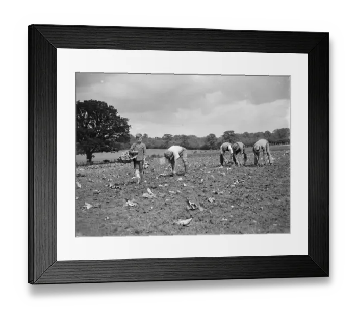 Framed Print : Farmworkers planting cabbages. 1935 Framed Print : Farmworkers planting cabbages. 1935
