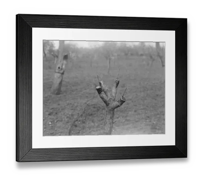 Framed Print : Apple tree grafting. 1939 Framed Print : Apple tree grafting. 1939