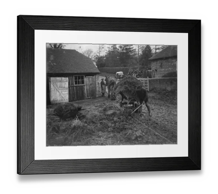 Framed Print : Transporting muck from cowsheds. 1935 Framed Print : Transporting muck from cowsheds. 1935