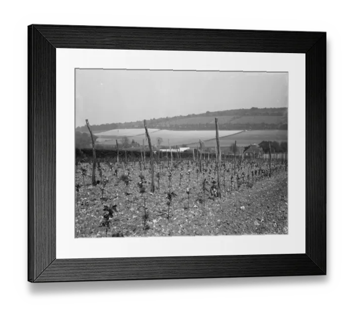 Framed Print : Hop field in Shoreham, Kent. 1936 Framed Print : Hop field in Shoreham, Kent. 1936
