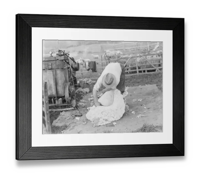 Framed Print : A farmer hand shears a sheep. 1939 Framed Print : A farmer hand shears a sheep. 1939