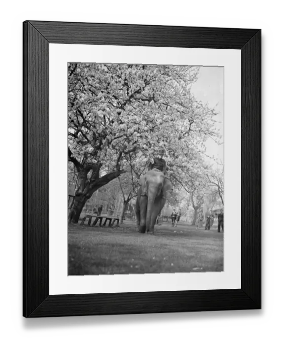 Framed Print : Training an elephant to do circus tricks among the cherry blossom at Maidstone, Kent Framed Print : Training an elephant to do circus tricks among the cherry blossom at Maidstone, Kent