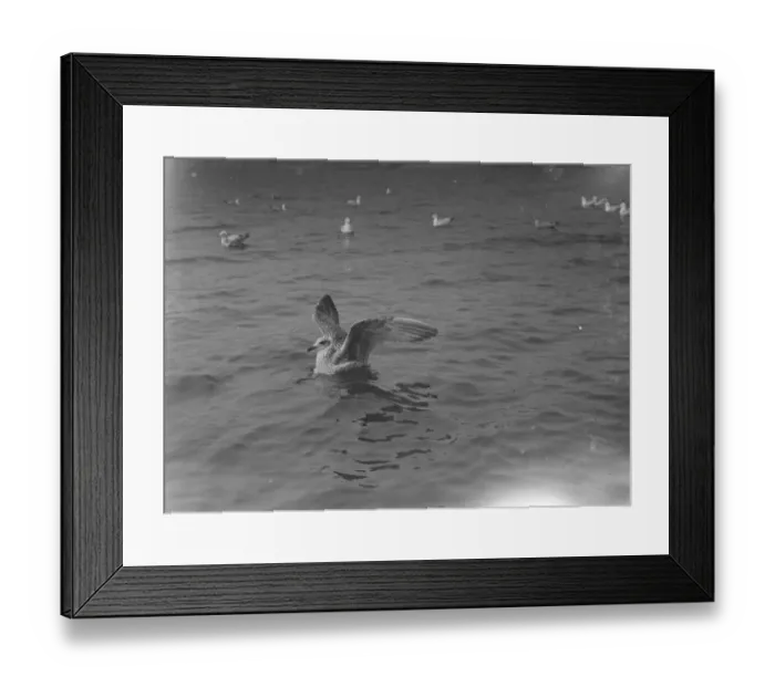 Framed Print : A young seagull on the water. 1939 Framed Print : A young seagull on the water. 1939