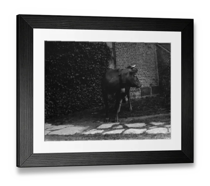 Framed Print : A cow wearing a cowbell. 1935