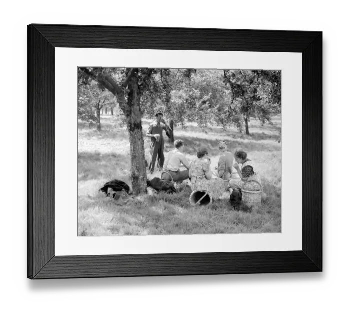 Framed Print : Apple pickers enjoying a tea break in the orchard at Scadbury Farm near Sidcup. August Framed Print : Apple pickers enjoying a tea break in the orchard at Scadbury Farm near Sidcup. August