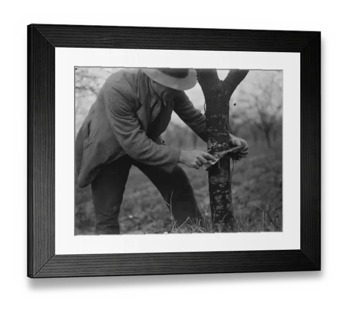 Framed Print : Placing sticking bands on trees. 1935 Framed Print : Placing sticking bands on trees. 1935