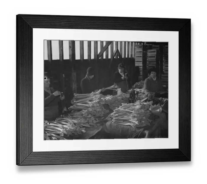 Framed Print : Women packing the forced rhubarb at Dartford, Kent. 13 February 1938 Framed Print : Women packing the forced rhubarb at Dartford, Kent. 13 February 1938