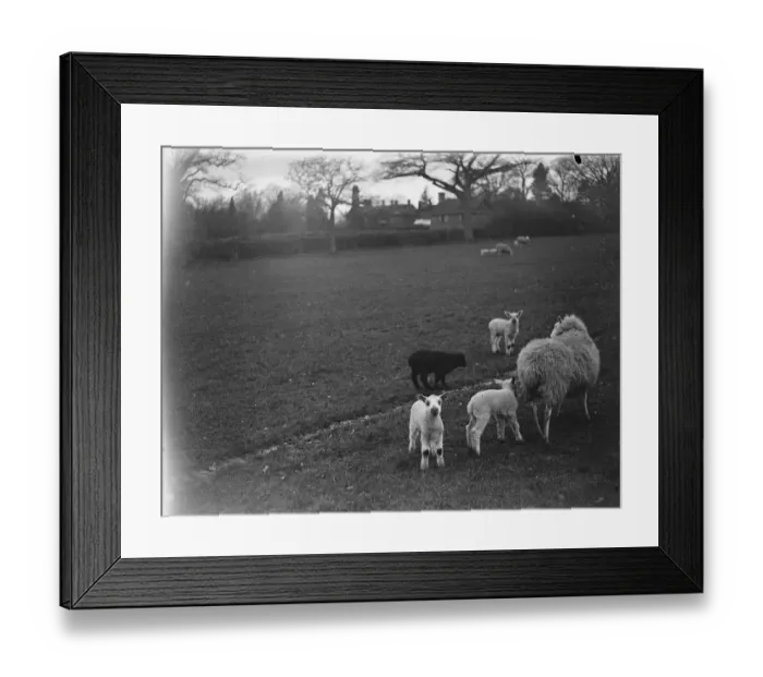 Framed Print : Ewe with her lambs, one of them black, Westerham, Kent. 1935 Framed Print : Ewe with her lambs, one of them black, Westerham, Kent. 1935