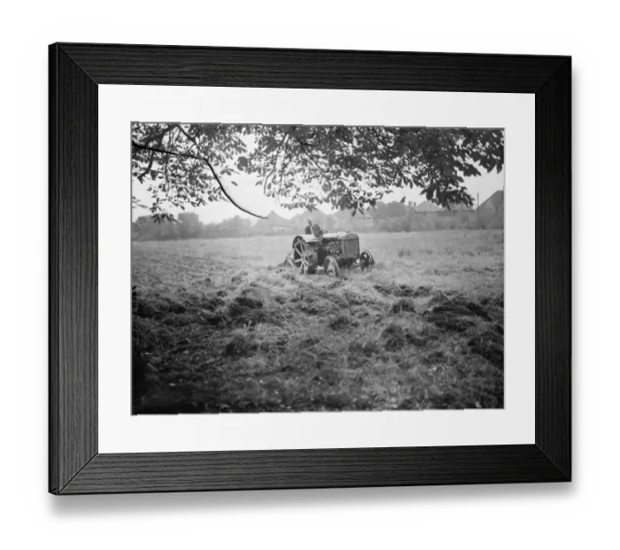 Framed Print : A tractor ploughing a cherry orchard in Charlton, London. 1939 Framed Print : A tractor ploughing a cherry orchard in Charlton, London. 1939