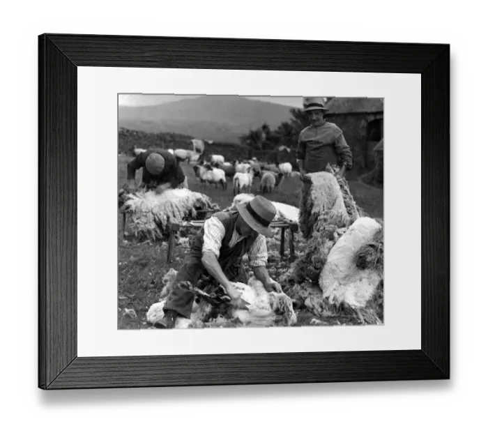Framed Print : The Lake District - Cumberland farmers shearing sheep Framed Print : The Lake District - Cumberland farmers shearing sheep