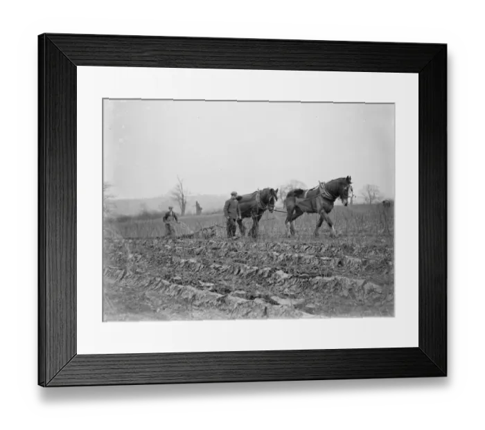 Framed Print : Raspberry Cult plough. 1935 Framed Print : Raspberry Cult plough. 1935