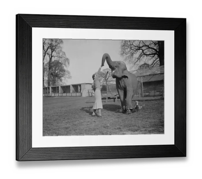 Framed Print : Training an elephant to do circus tricks at Maidstone, Kent. Note the person underneath Framed Print : Training an elephant to do circus tricks at Maidstone, Kent. Note the person underneath