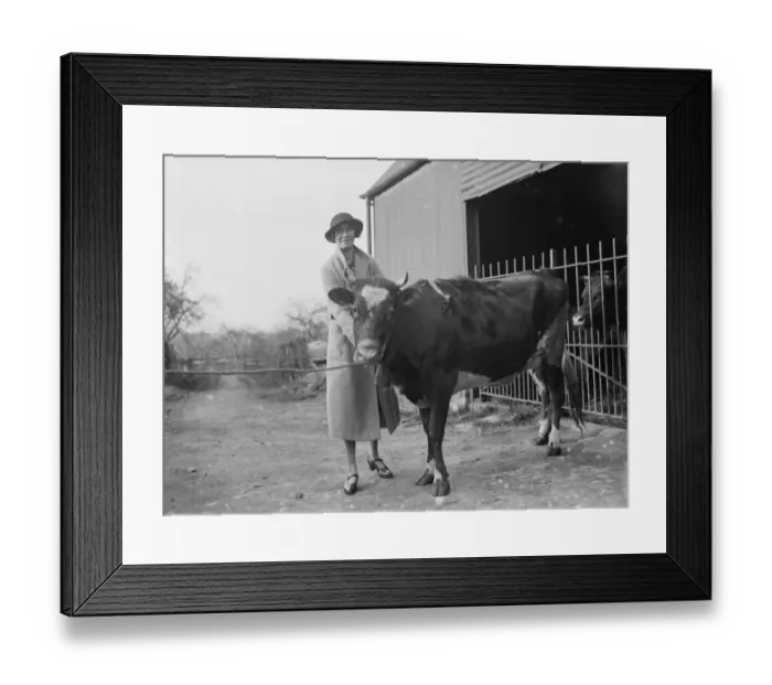 Framed Print : A pretty young heifer with a cowbell attached on a dairy farm in Cranbrook, Kent. 1935 Framed Print : A pretty young heifer with a cowbell attached on a dairy farm in Cranbrook, Kent. 1935