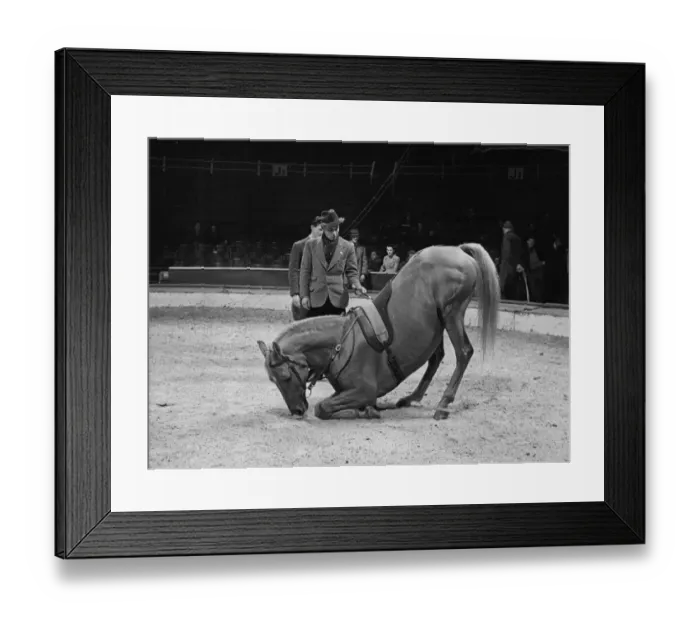 Framed Print : Trainer with his horse rehearsing before a show at the Olympia Circus, London, England Framed Print : Trainer with his horse rehearsing before a show at the Olympia Circus, London, England