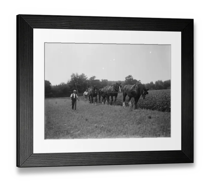 Framed Print : A farmer and his horse team plough a field in Paddock Wood. 1935 Framed Print : A farmer and his horse team plough a field in Paddock Wood. 1935