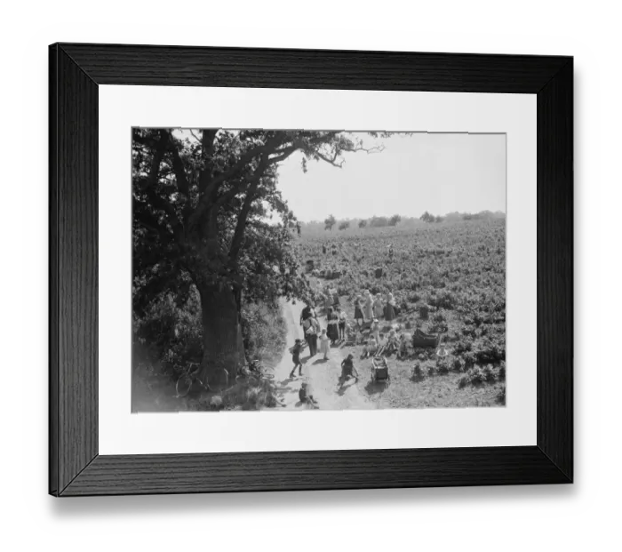 Framed Print : Families out raspberry picking in the fields. 1935 Framed Print : Families out raspberry picking in the fields. 1935