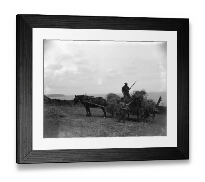 Framed Print : Haymaking in Cadgwith, Cornwall. Horse, cart, farmer, pitchfork. 1933 Framed Print : Haymaking in Cadgwith, Cornwall. Horse, cart, farmer, pitchfork. 1933