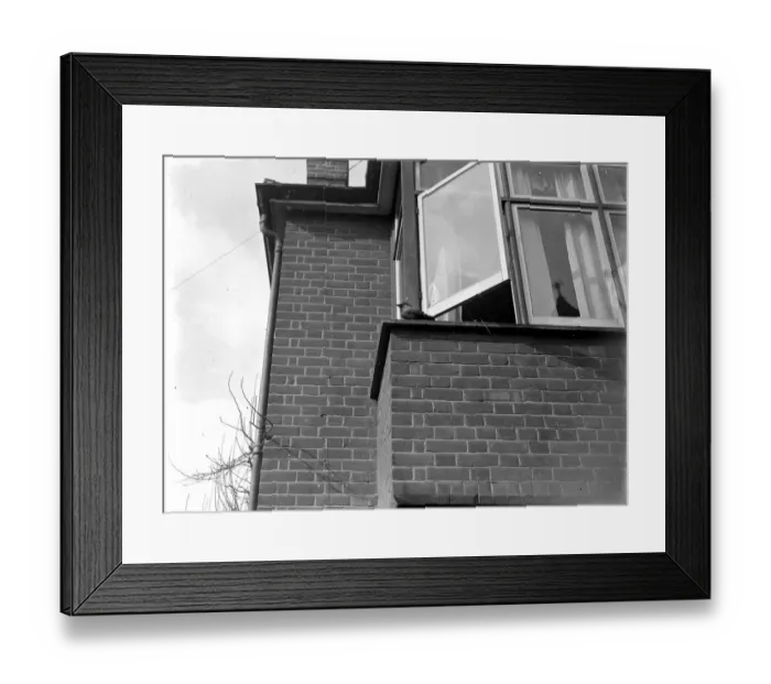 Framed Print : Tamed jackdaw (Sidcup) 1934