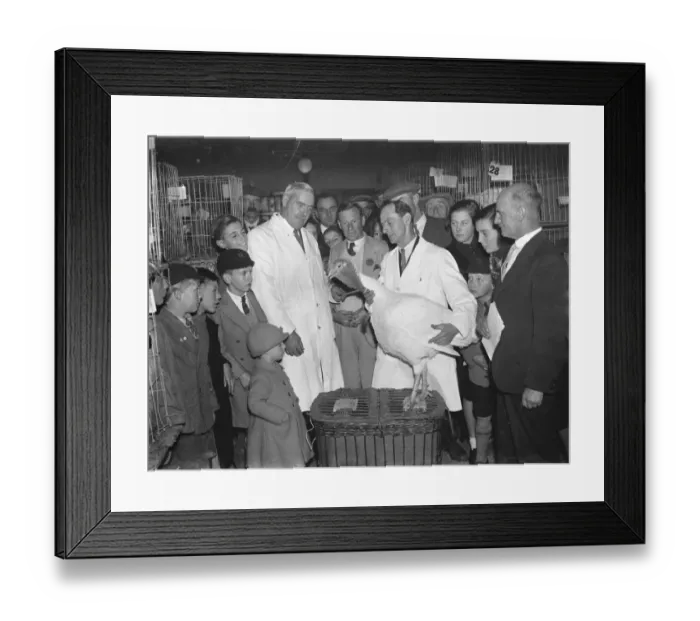 Framed Print : Poultry show in Chislehurst, Kent. Mr G Balfour shows children a turkey. 1938 Framed Print : Poultry show in Chislehurst, Kent. Mr G Balfour shows children a turkey. 1938