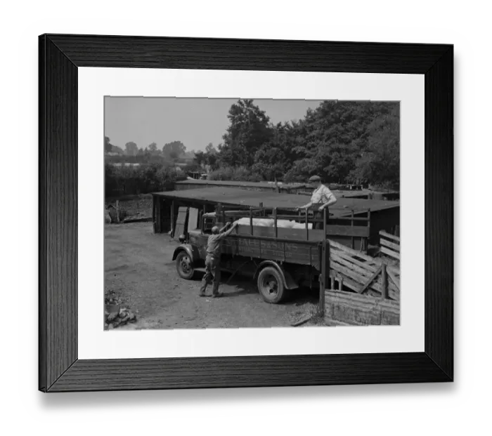 Framed Print : Pigs on the back of a Hales and Sons Contractors lorry at Hales Pig Farm in Footscray Framed Print : Pigs on the back of a Hales and Sons Contractors lorry at Hales Pig Farm in Footscray