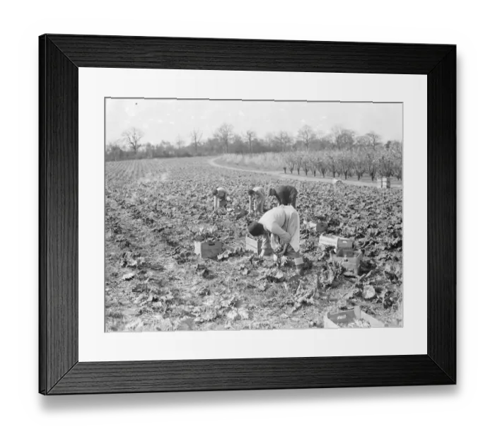 Framed Print : Women picking rhubarb in Dartford, Kent. 1939 Framed Print : Women picking rhubarb in Dartford, Kent. 1939