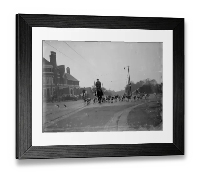 Framed Print : Exercising hounds, Blackheath. 1935 Framed Print : Exercising hounds, Blackheath. 1935