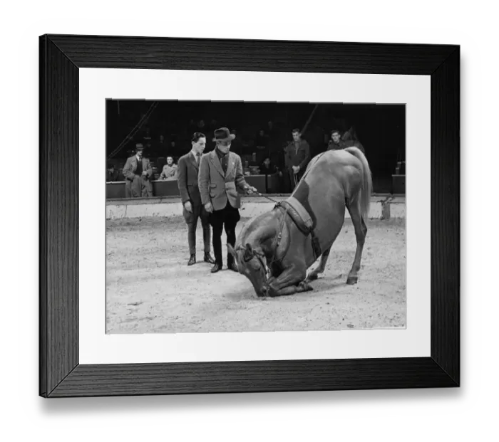 Framed Print : Trainer with his horse rehearsing before a show at the Olympia Circus, London, England Framed Print : Trainer with his horse rehearsing before a show at the Olympia Circus, London, England