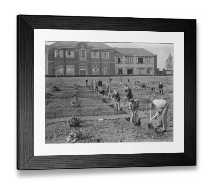 Framed Print : Schoolboys gardening at West Central School in Dartford, Kent. 1938 Framed Print : Schoolboys gardening at West Central School in Dartford, Kent. 1938