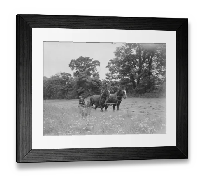 Framed Print : Farm worker with a horse team cutting hay in North Cray, Kent. 1935 Framed Print : Farm worker with a horse team cutting hay in North Cray, Kent. 1935