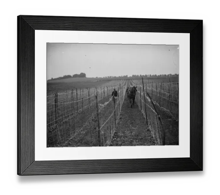 Framed Print : A farmer and his horse plough between bean rows in Swanley. 1935 Framed Print : A farmer and his horse plough between bean rows in Swanley. 1935