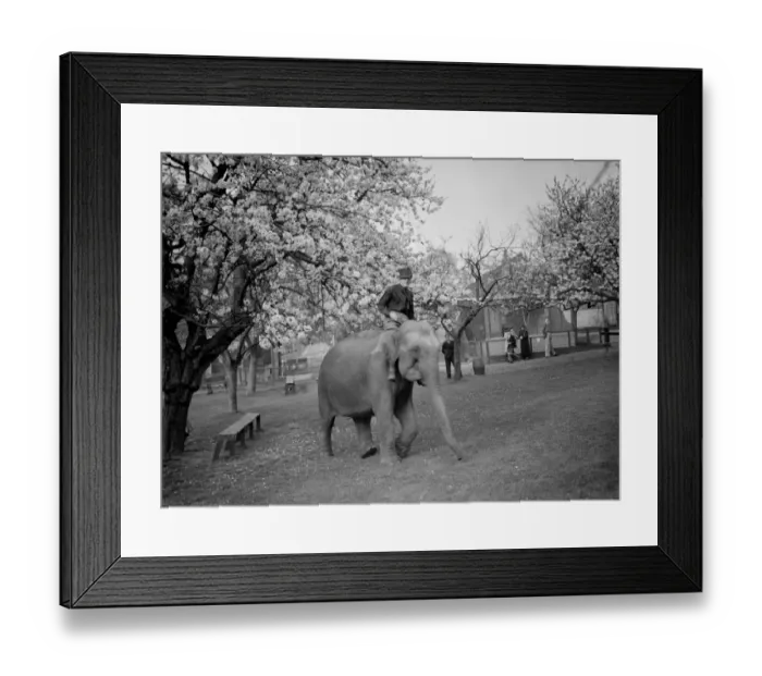 Framed Print : Training an elephant to do circus tricks among the cherry blossom at Maidstone, Kent Framed Print : Training an elephant to do circus tricks among the cherry blossom at Maidstone, Kent