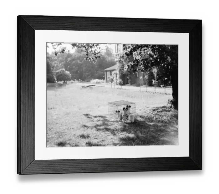 Framed Print : Caged puppies at in the garden at Kemnel Warren, Chislehurst, Kent Framed Print : Caged puppies at in the garden at Kemnel Warren, Chislehurst, Kent