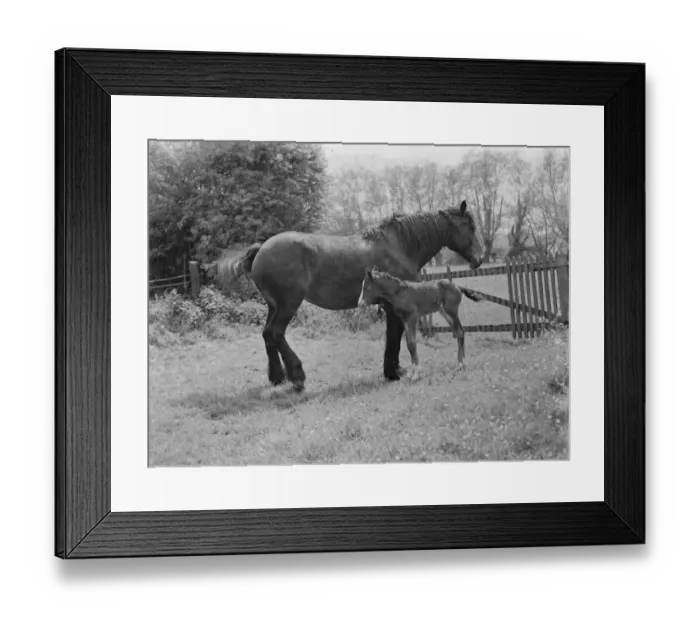 Framed Print : A mare with her colt. 1937 Framed Print : A mare with her colt. 1937