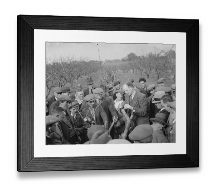 Framed Print : Grafting demonstrations. 1935 Framed Print : Grafting demonstrations. 1935
