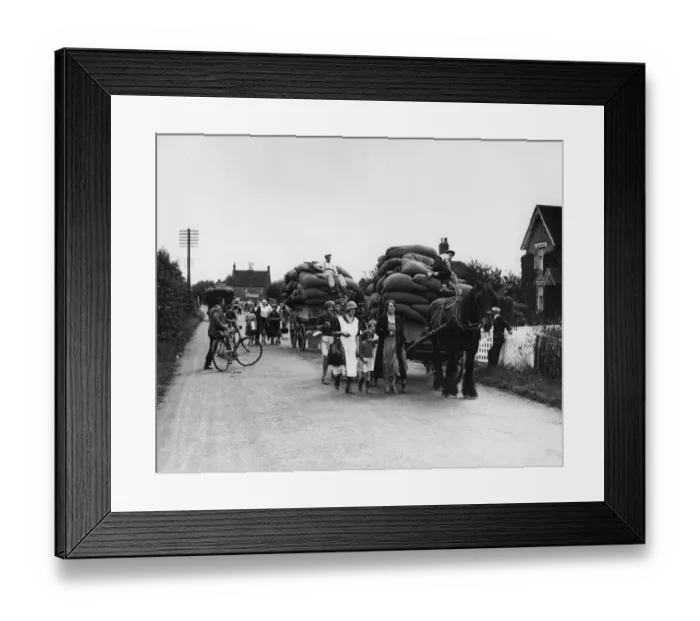 Framed Print : Hop pickers returning from the Kent fields loaded up with full sacks of hops - 1935