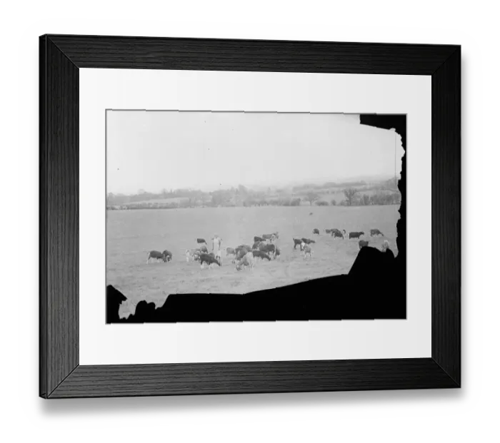 Framed Print : Mrs C Ashbee walks through a field, with her dog, on a goat farm in Birling, Kent Framed Print : Mrs C Ashbee walks through a field, with her dog, on a goat farm in Birling, Kent