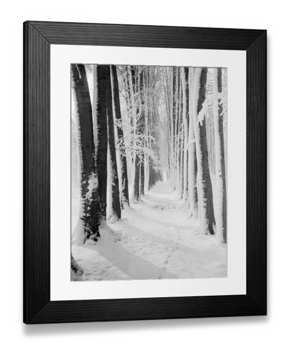 Framed Print : The beeche tree avenue at High Elms in Kent covered in snow. 1939 Framed Print : The beeche tree avenue at High Elms in Kent covered in snow. 1939