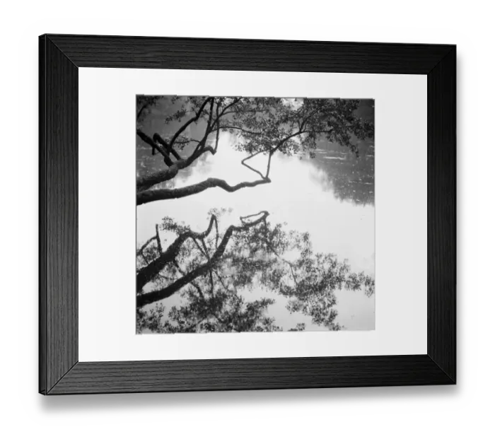 Framed Print : A tree overhanging a lake. 1936