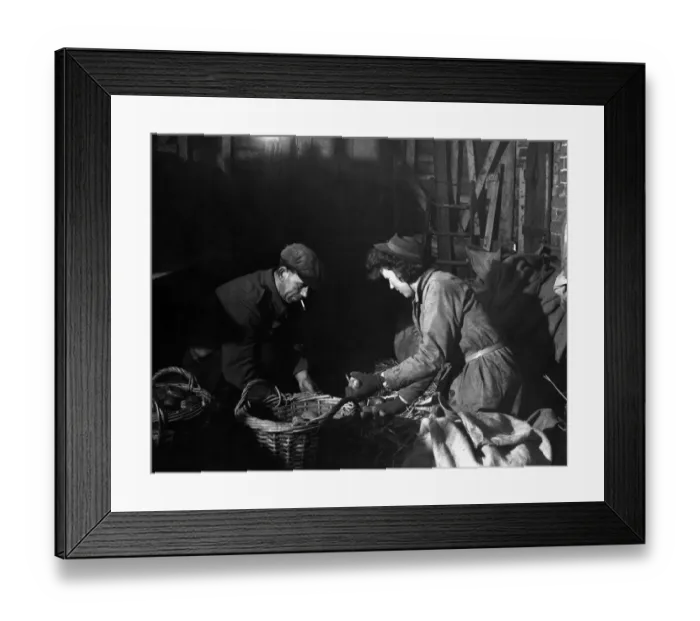 Framed Print : Winter work indoors. Sorting Majestic seed potatoes - a job for the snowy weather Framed Print : Winter work indoors. Sorting Majestic seed potatoes - a job for the snowy weather