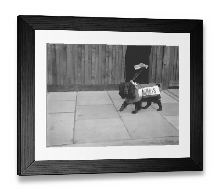 Framed Print : What a dog has to put up with... seems to be the thoughts of Major, a spaniel Framed Print : What a dog has to put up with... seems to be the thoughts of Major, a spaniel