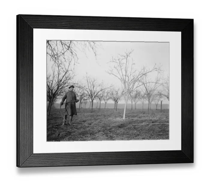 Framed Print : A worker spraying the tree in a fruit orchard in Swanley, Kent. 1939 Framed Print : A worker spraying the tree in a fruit orchard in Swanley, Kent. 1939