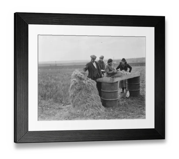 Framed Print : Collecting the spring onion crop in Hextable, Kent. 1939