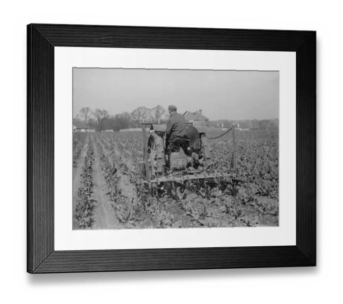 Framed Print : A farmer on a tractor cultivating a field. 1935 Framed Print : A farmer on a tractor cultivating a field. 1935