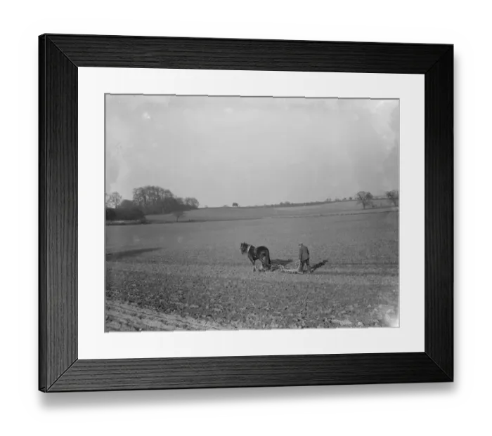 Framed Print : A farmer and his horse plough a field. 1936